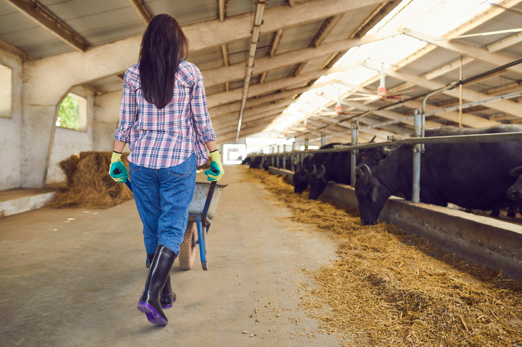 Domande frequenti sull'inquinamento della carne