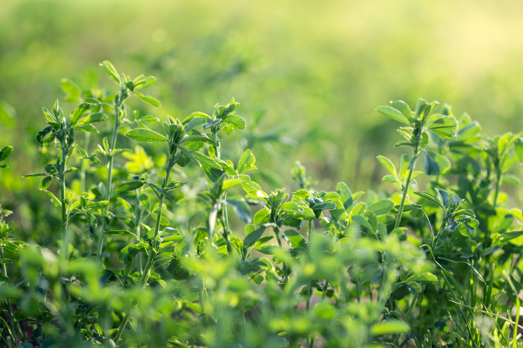 Erba medica: un tesoro per l'industria alimentare