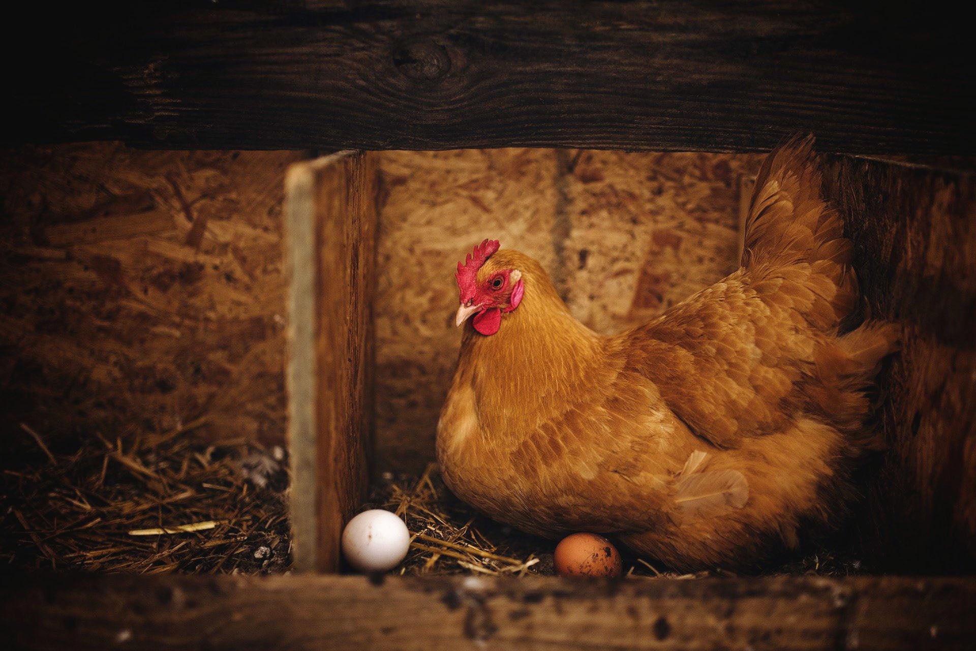 L'azienda risponde su pollo bio 