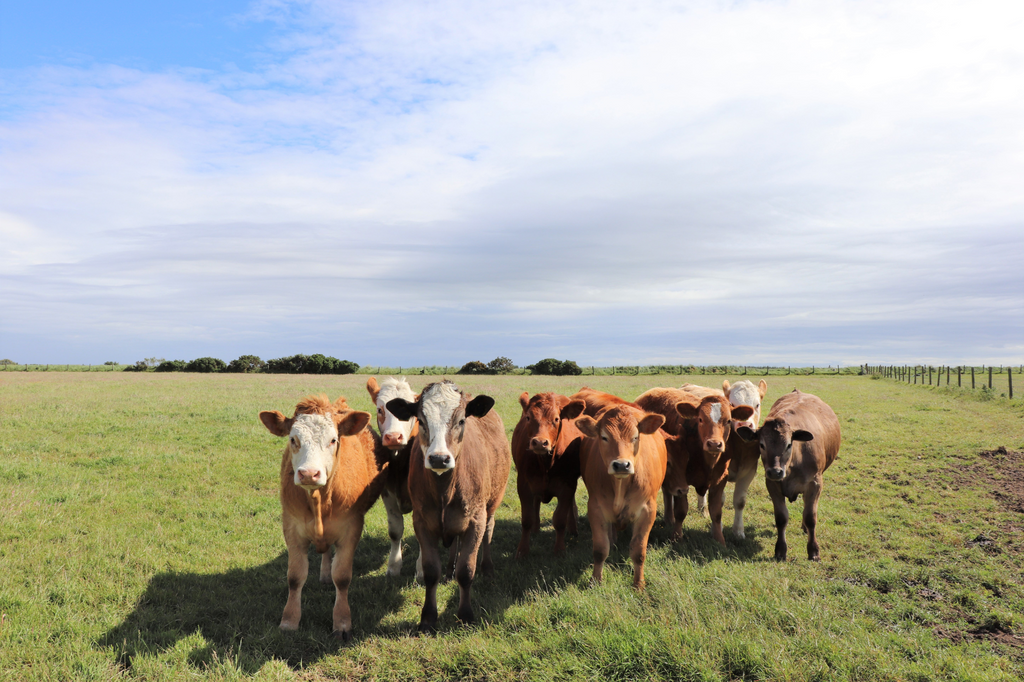 Ridurre l’impatto ambientale dei bovini